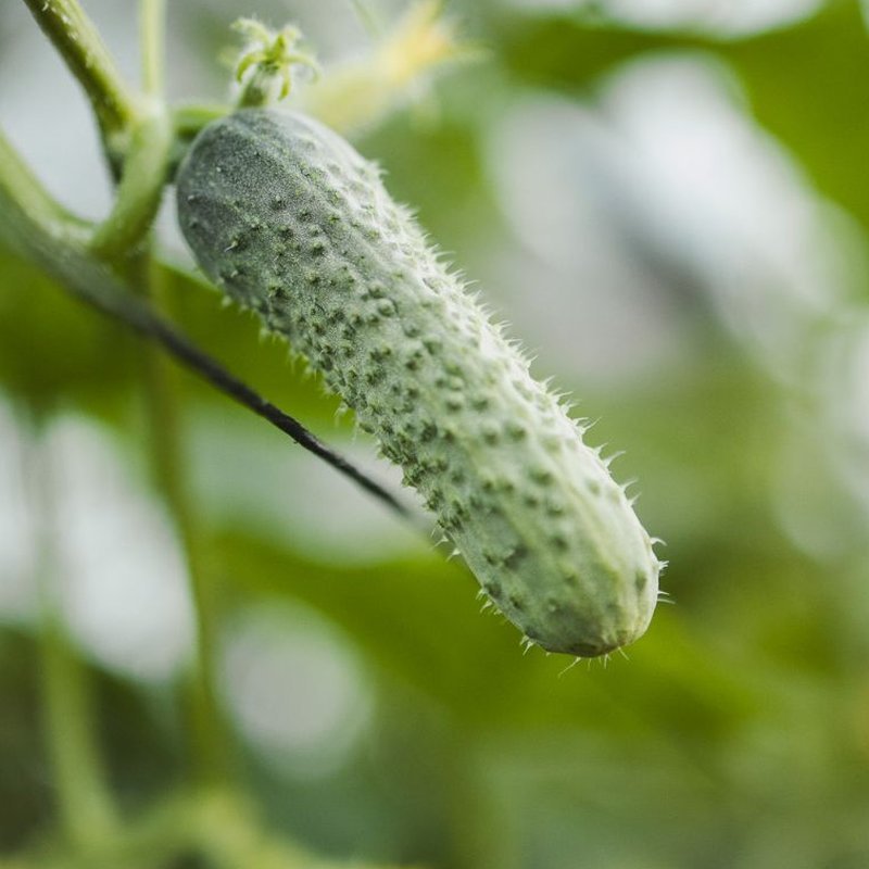Pepino